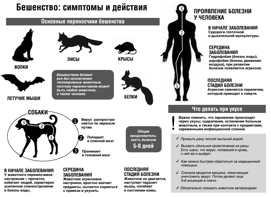 beshenstvo1000