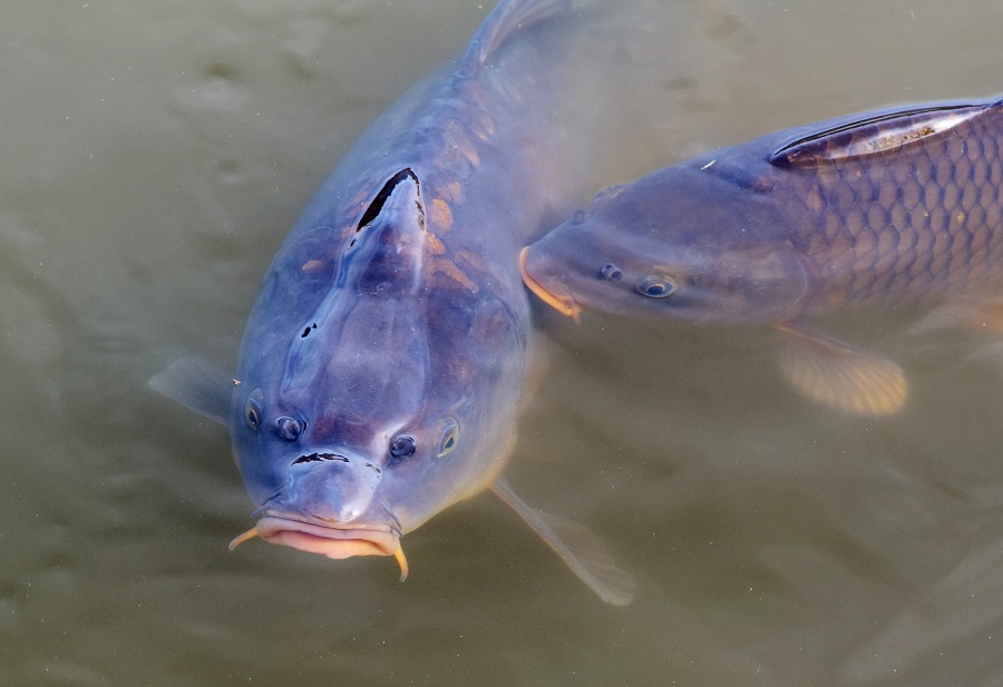 karp2