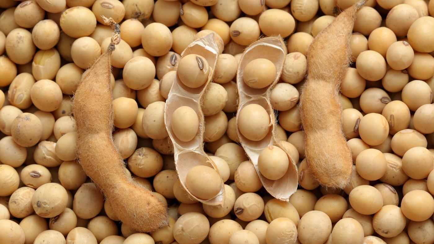 soya