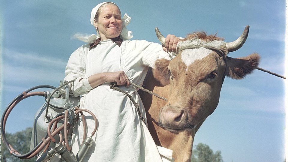doiarka